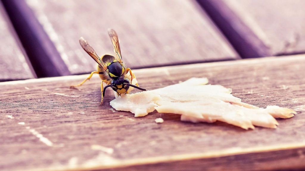 5 Tipps, wie Sie Wespen von Ihren Gästen fernhalten können.